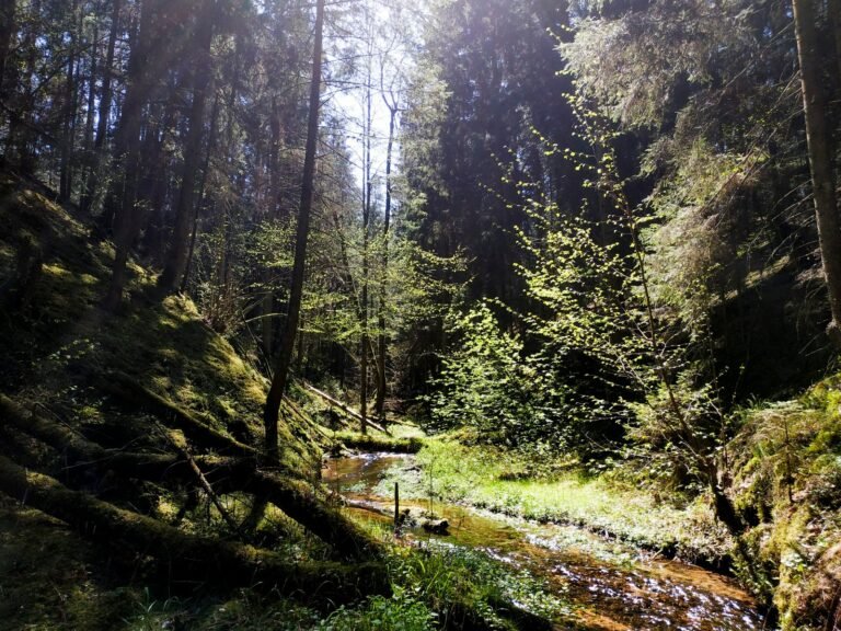 Gairės. Ar gamtai reikalinga žmogaus pagalba?
