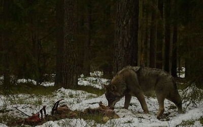 A.4.2 2 Naturaliu misko buveiniu tvarkymo rekomendacijos