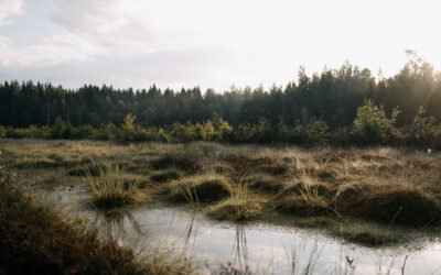 Žemaitijos gamtos perlas – Užpelkių aukštapelkė